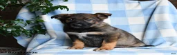 Mixed Breed dogs for sale: Bingo - Ad 3