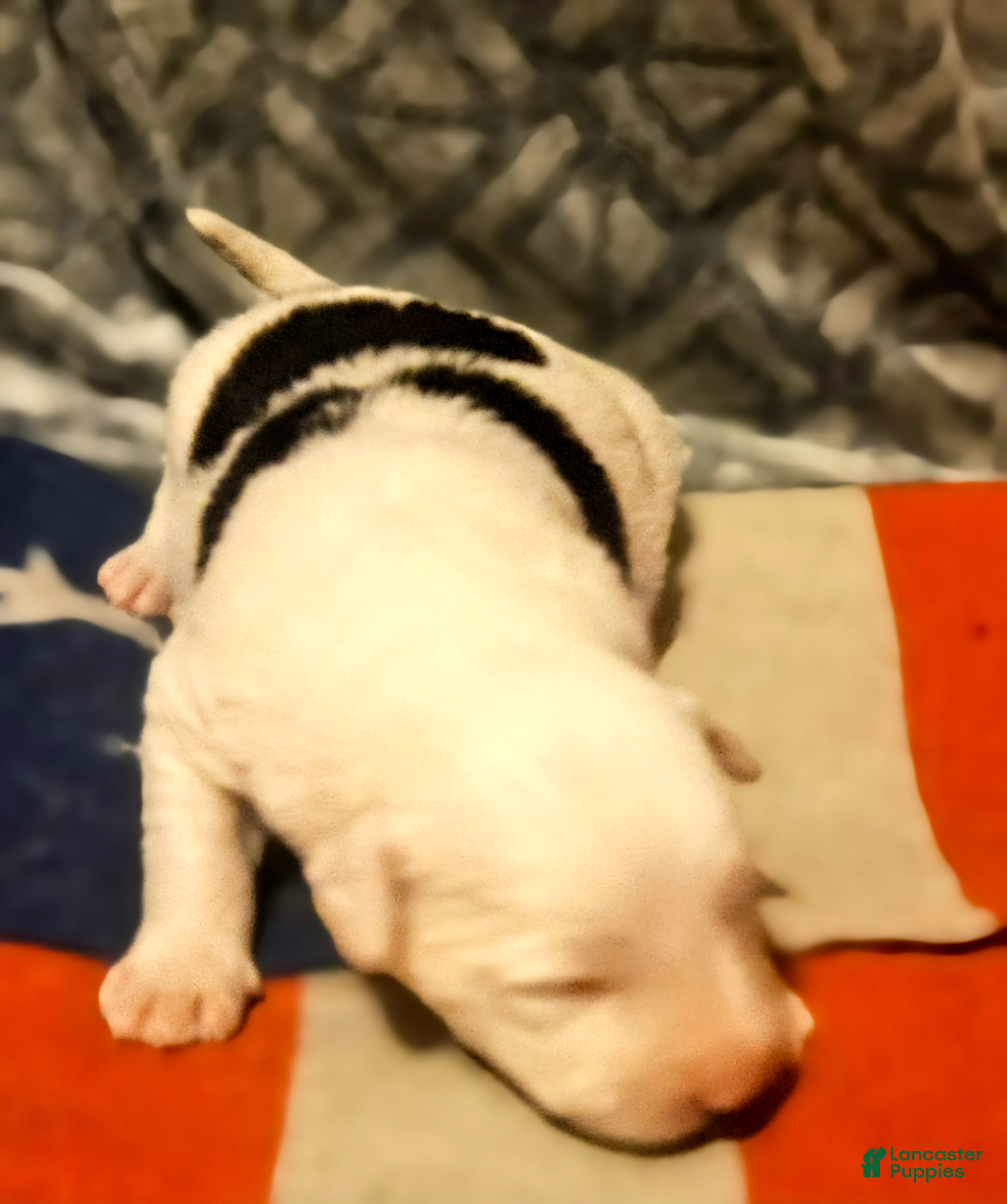 Border Collie dogs Inman - Ad 29