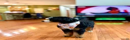 Mini Bernedoodle dogs for sale: Mini Bernedoodle Puppy 1 - Ad 2