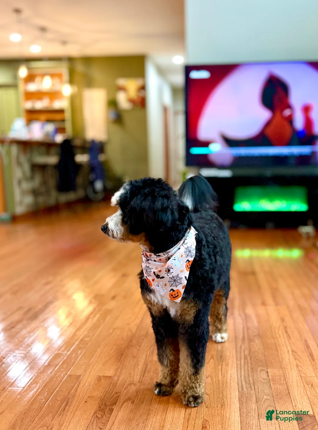 Mini Bernedoodle dogs for sale: Mini Bernedoodle Puppy 1 - Ad 2