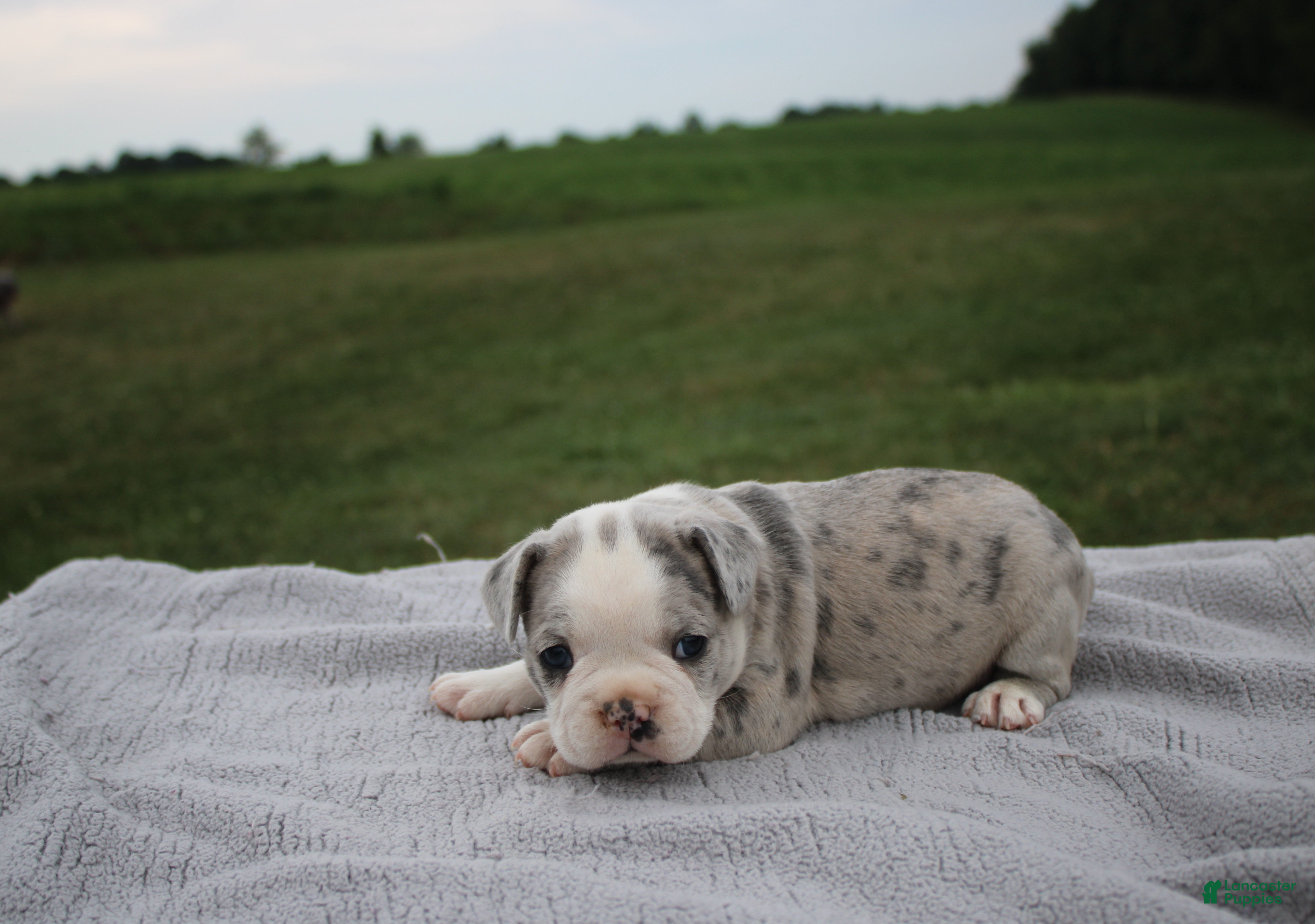 Frenchton dogs HOLLY - Ad 2