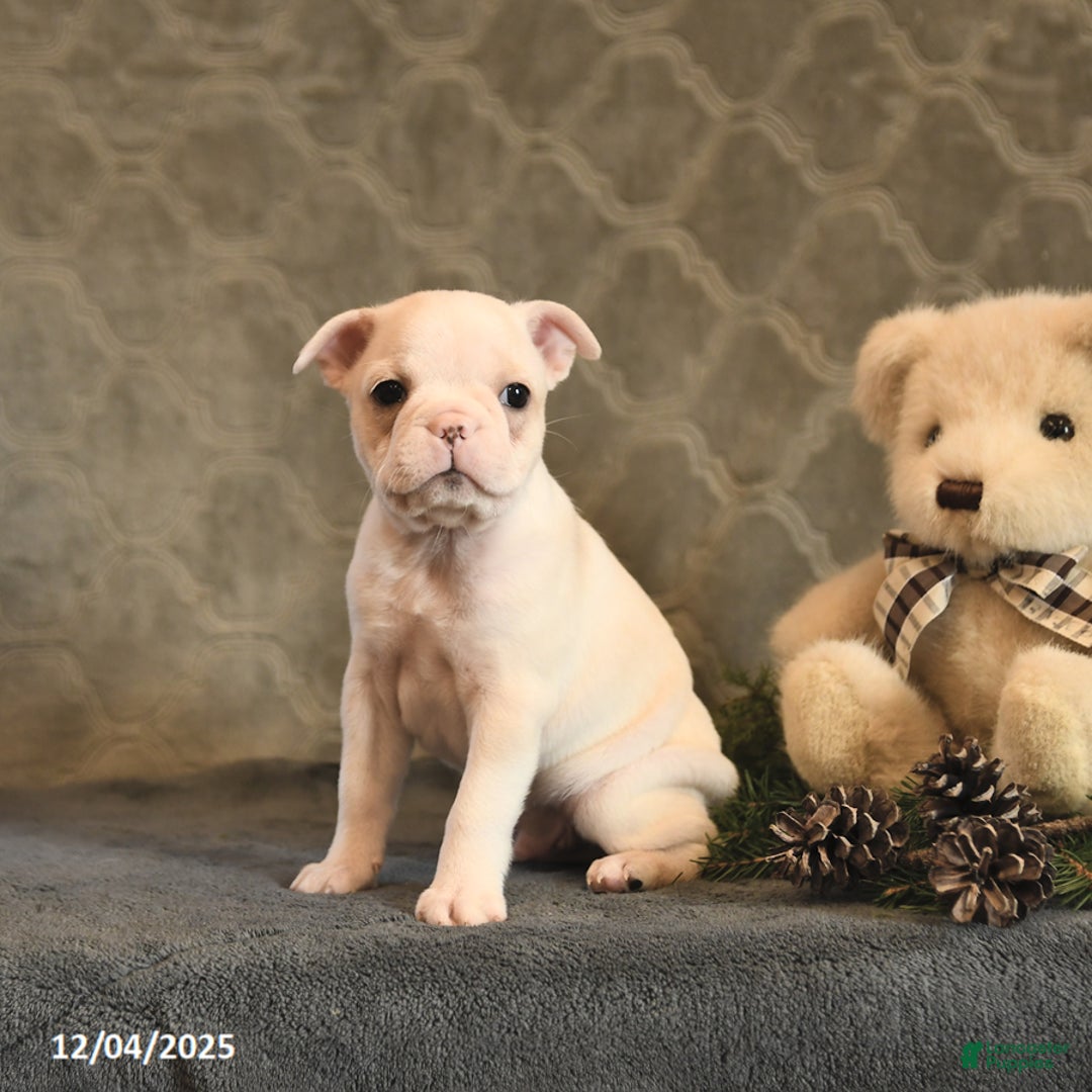 Boston Terrier dogs for sale: Sugar - Ad 1