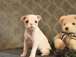 Boston Terrier dogs Sugar - Ad 42