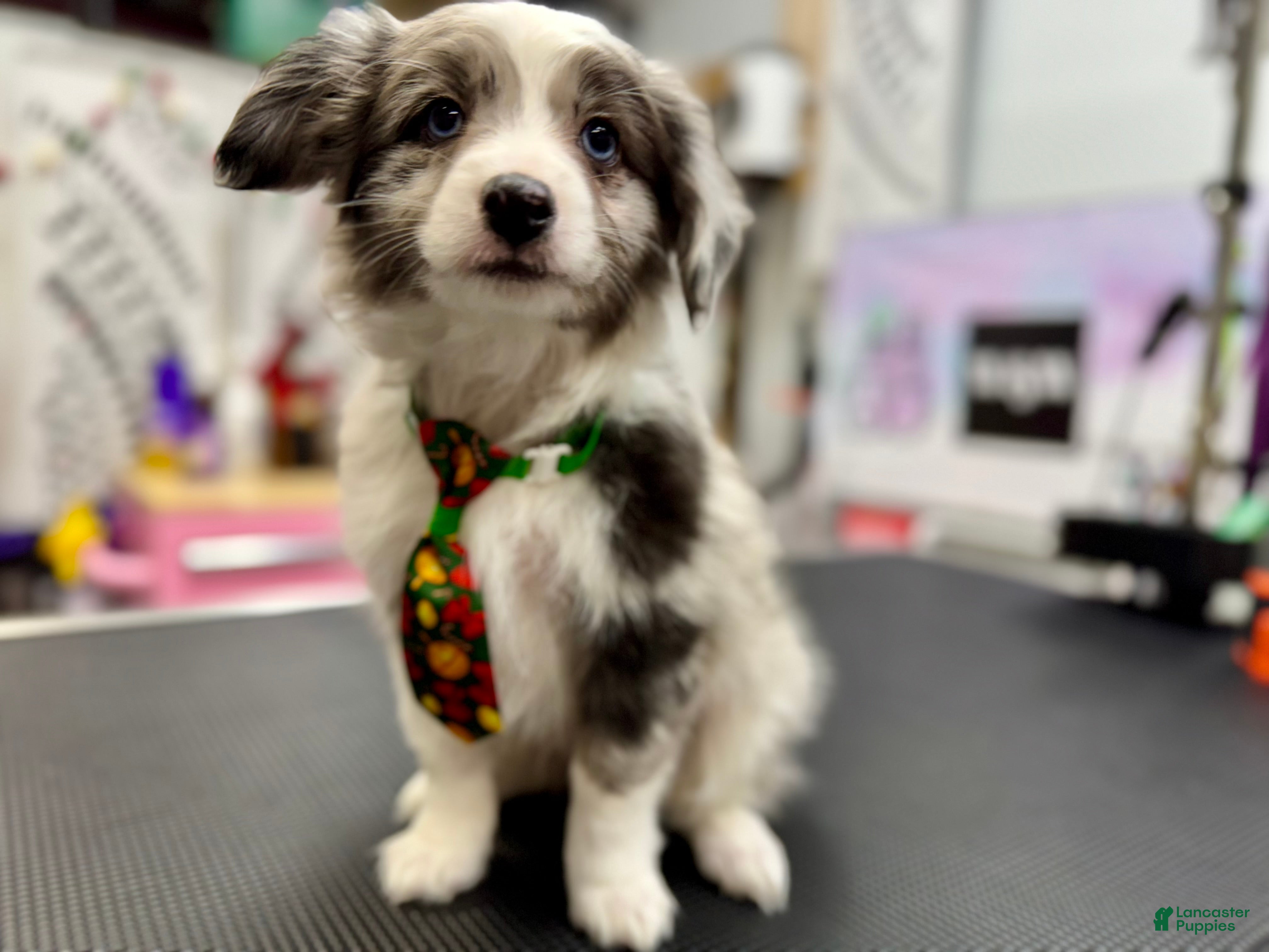 Mixed Breed dogs Jasper - Ad 21