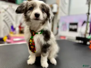 Mixed Breed dogs Jasper - Ad 26