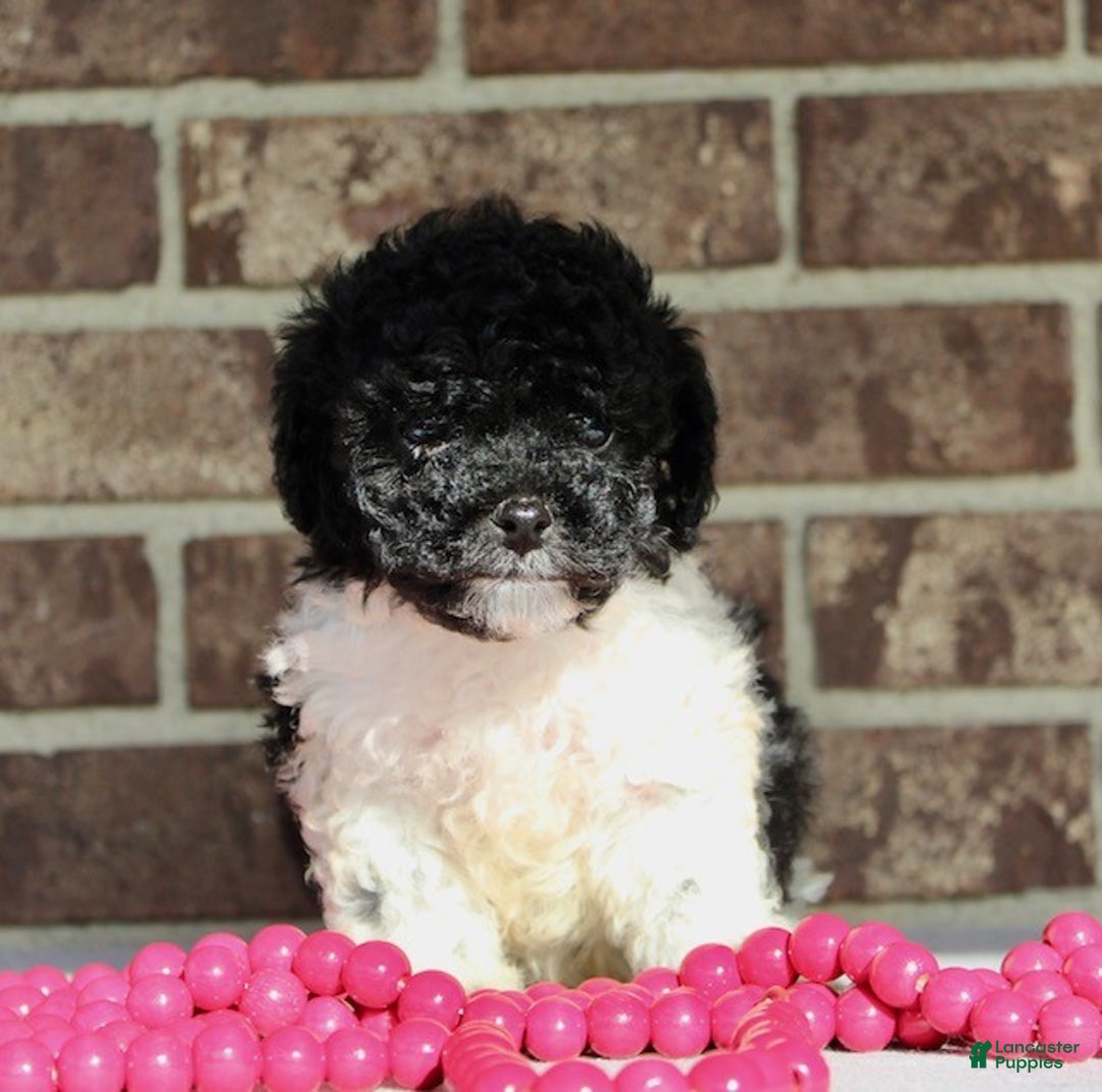 Miniature Poodle dogs for sale: Comet - Ad 3