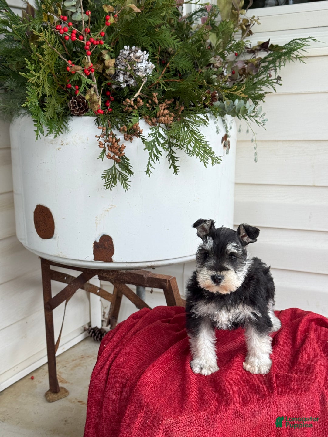Miniature Schnauzer dogs for sale: Snuggles - Ad 2