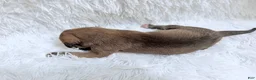Great Dane dogs for sale: Hazelnut - Ad 5