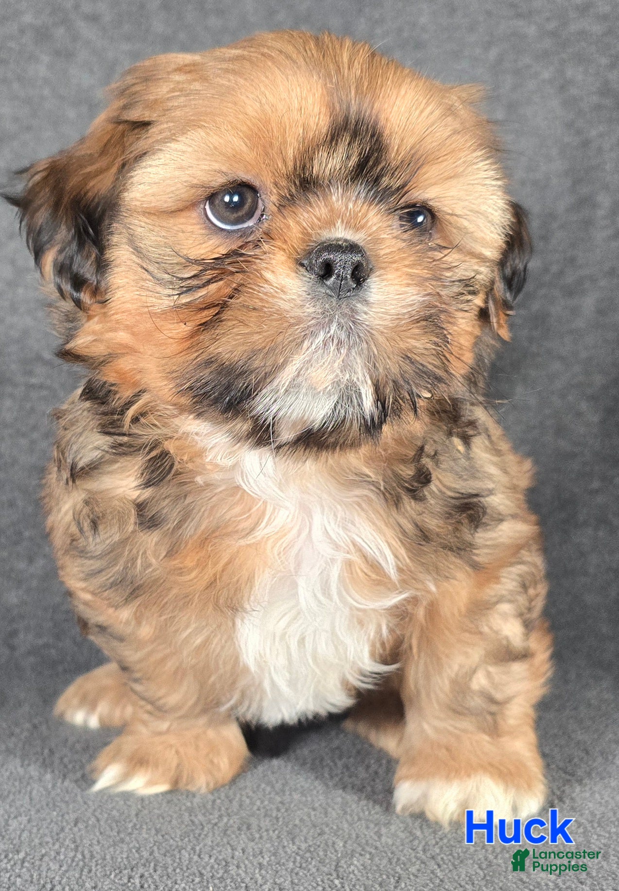 Shih Tzu dogs Huck - Ad 29
