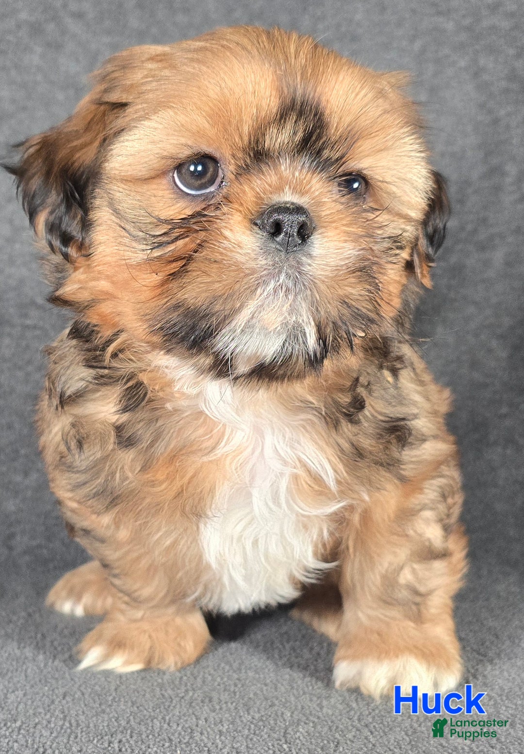 Shih Tzu dogs for sale: Huck - Ad 1