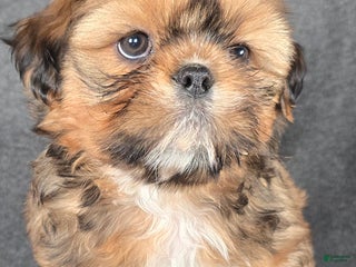 Shih Tzu dogs Huck - Ad 16
