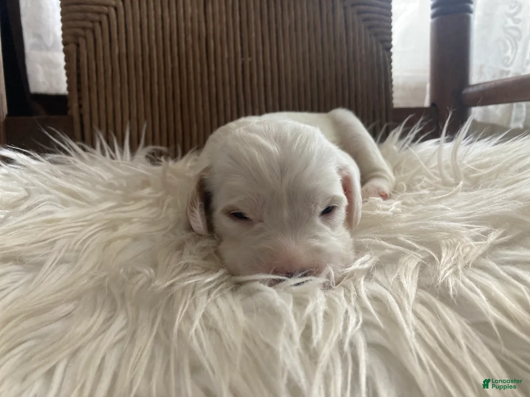 English Setter dogs for sale: Little Joe  - Ad 6