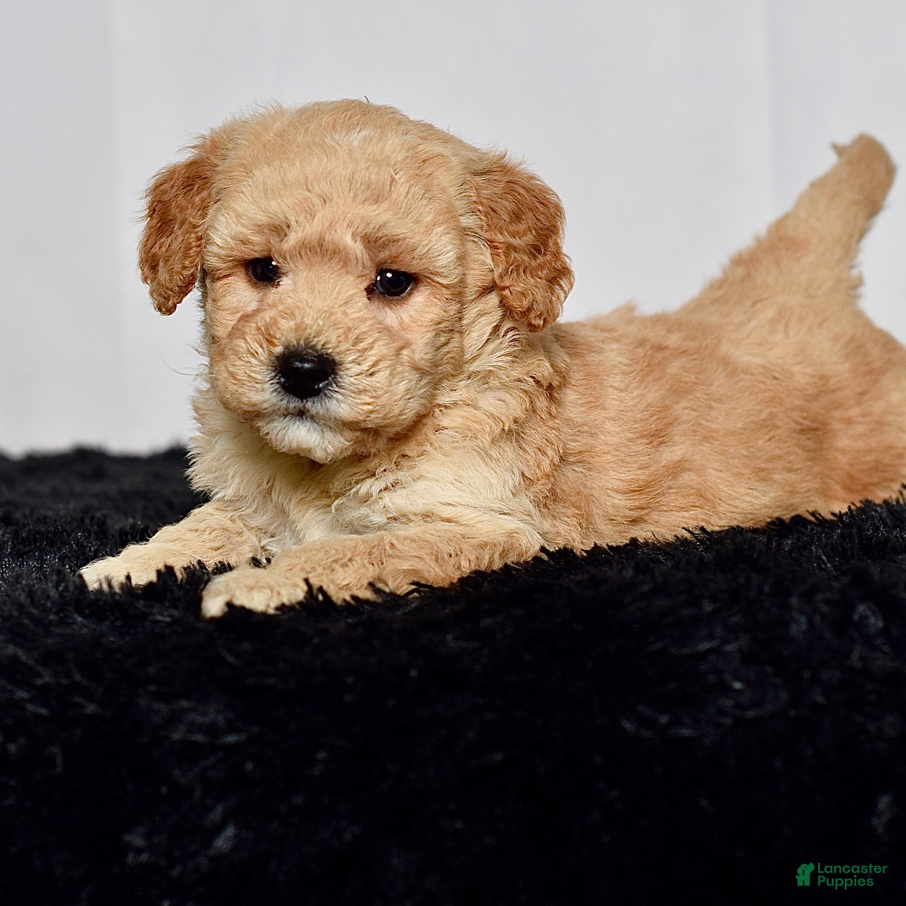 Mini Goldendoodle dogs for sale: Mr. Kane - Ad 3