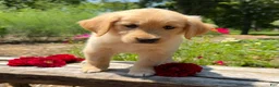Golden Retriever dogs for sale: Emily - Ad 5