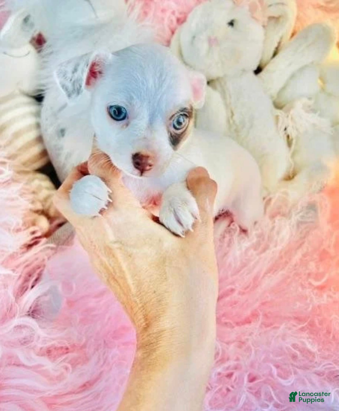 Chihuahua dogs Chihuahua 1 - Ad 1