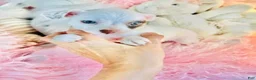 Chihuahua dogs for sale: Chihuahua 1 - Ad 1