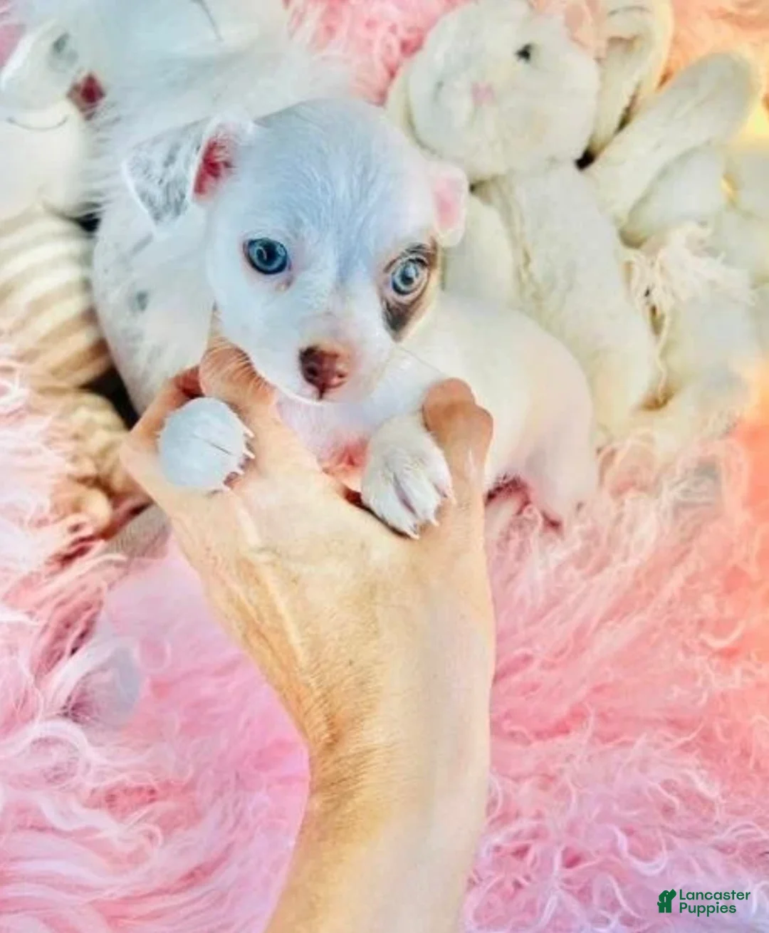 Chihuahua dogs for sale: Chihuahua 1 - Ad 1