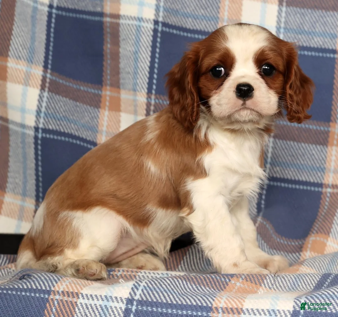 Cavalier King Charles Spaniel dogs for sale: Cori - Ad 1