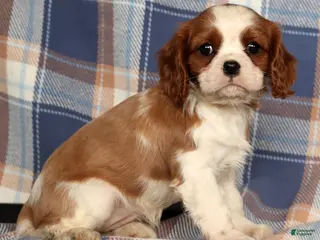 Cavalier King Charles Spaniel dogs Cori - Ad 2