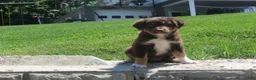 Australian Shepherd dogs for sale: Petunia  - Ad 3