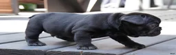 French Bulldog dogs for sale: Lilo - Ad 1