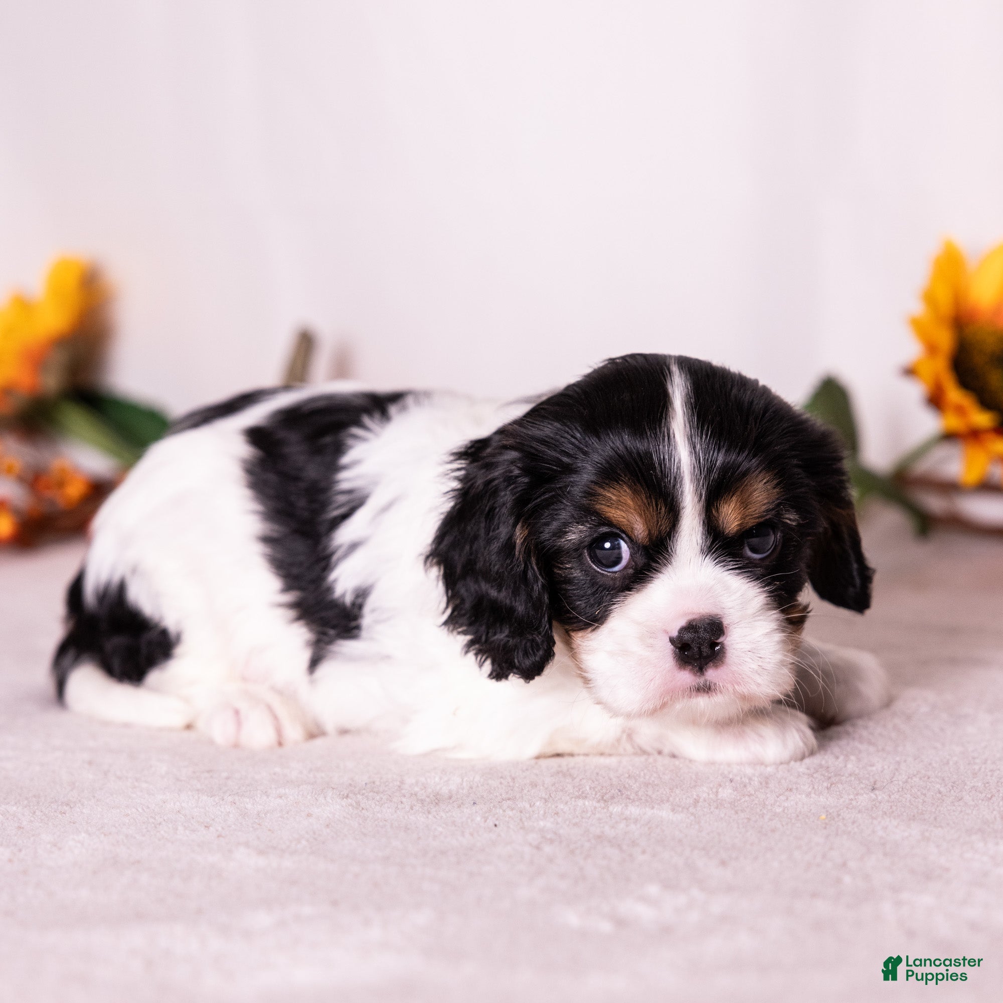 Cavalier King Charles Spaniel dogs Barnaby - Ad 2