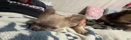 French Bulldog dogs for sale: Isabella new shade fluffy female - Ad 3