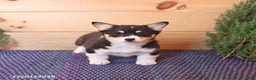 Welsh Corgi Pembroke dogs for sale: Sharlene - Ad 3