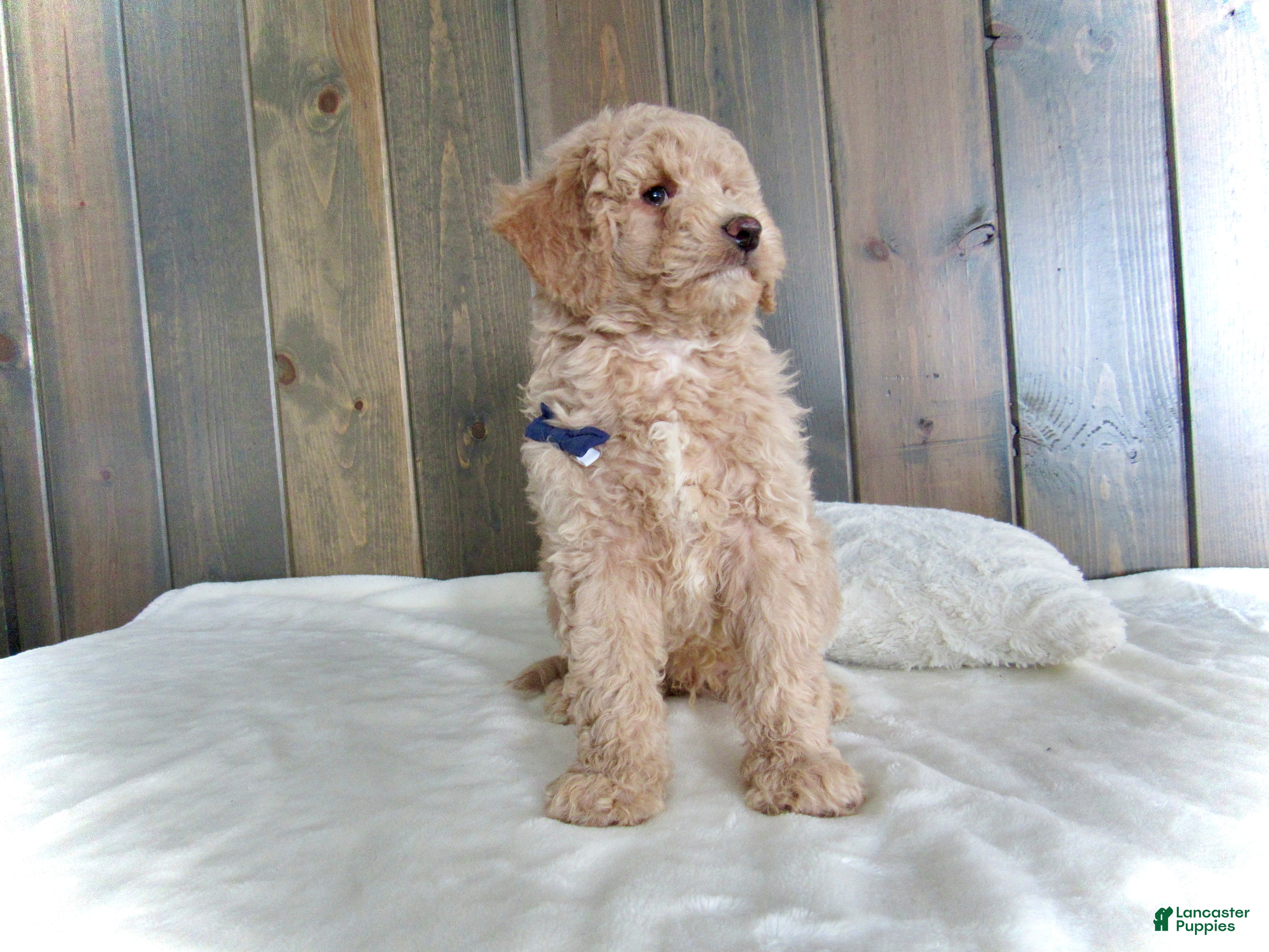 Mini Goldendoodle dogs Rusty - Ad 29