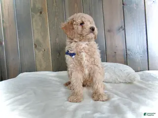 Mini Goldendoodle dogs Rusty - Ad 30