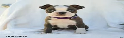 Boston Terrier dogs for sale: Aurora - Ad 1