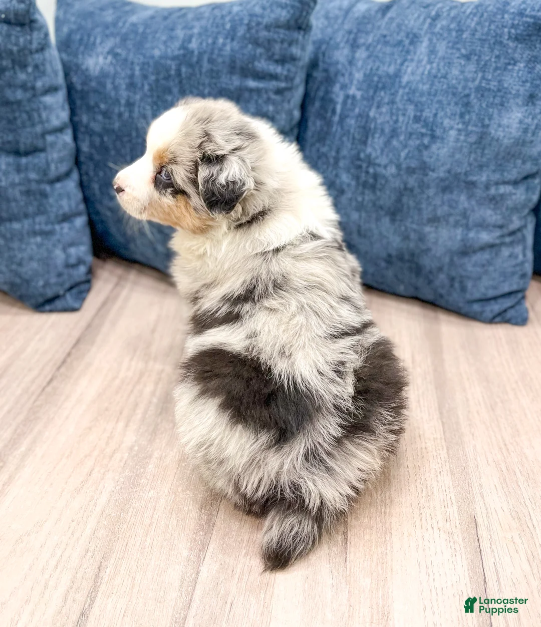 Australian Shepherd dogs for sale: Lady - Ad 5