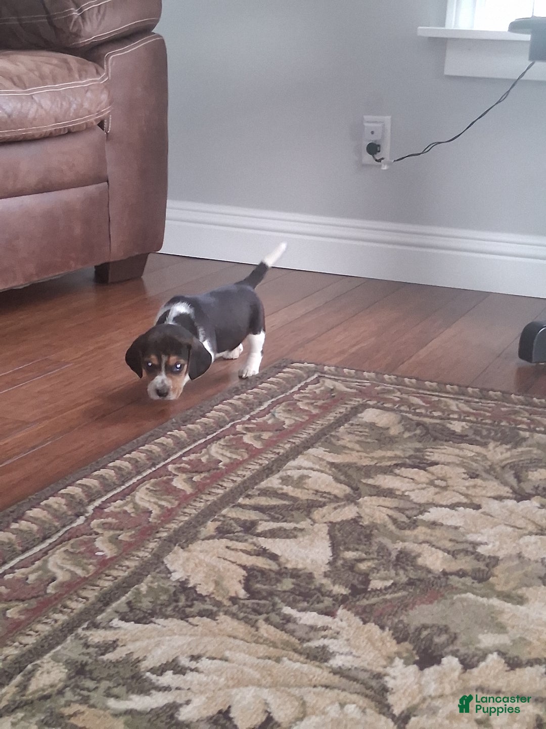 Beagle dogs for sale: Daisy  - Ad 6