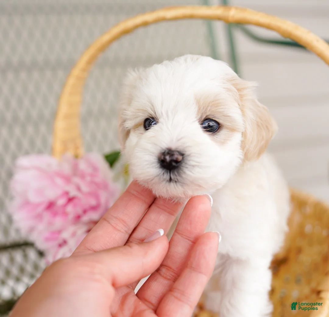 Schnoodle dogs for sale: Skipper - Ad 1