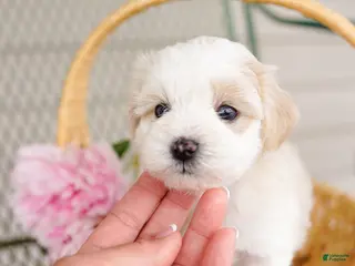 Schnoodle dogs Skipper - Ad 2