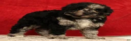 Mini Aussiedoodle dogs for sale: Snickers - Ad 4
