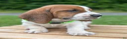 Basset Hound dogs for sale: Oliver - Ad 17