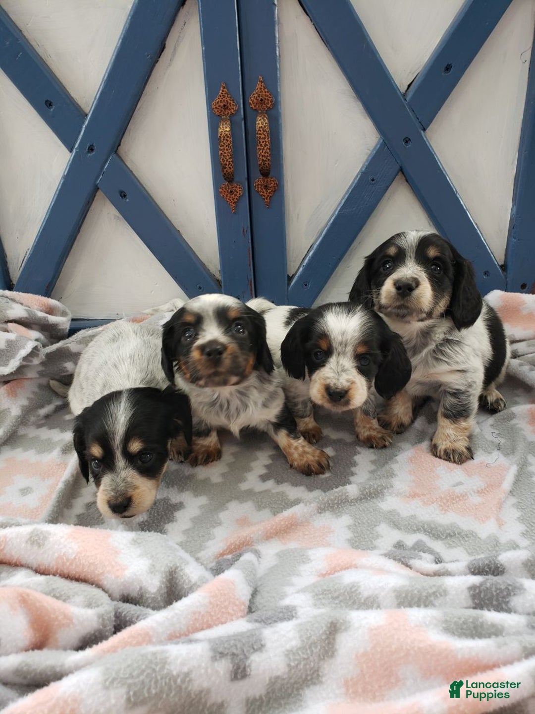 Miniature Dachshund dogs for sale: Ginseng  - Ad 8
