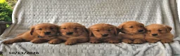 Golden Retriever dogs for sale: Hazel  - Ad 5