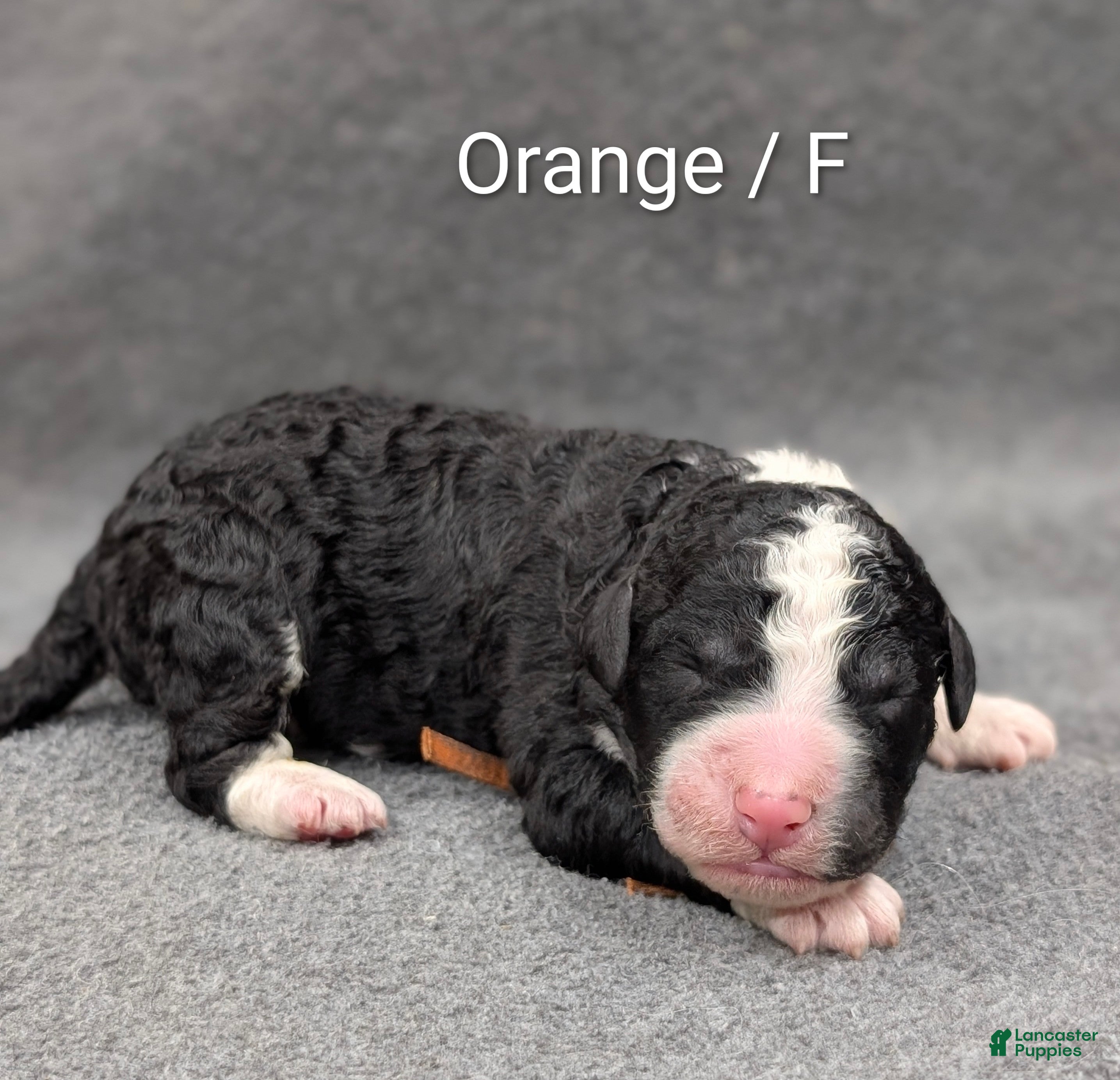 Sheepadoodle dogs Orange Collar - Ad 1