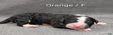 Orange Collar