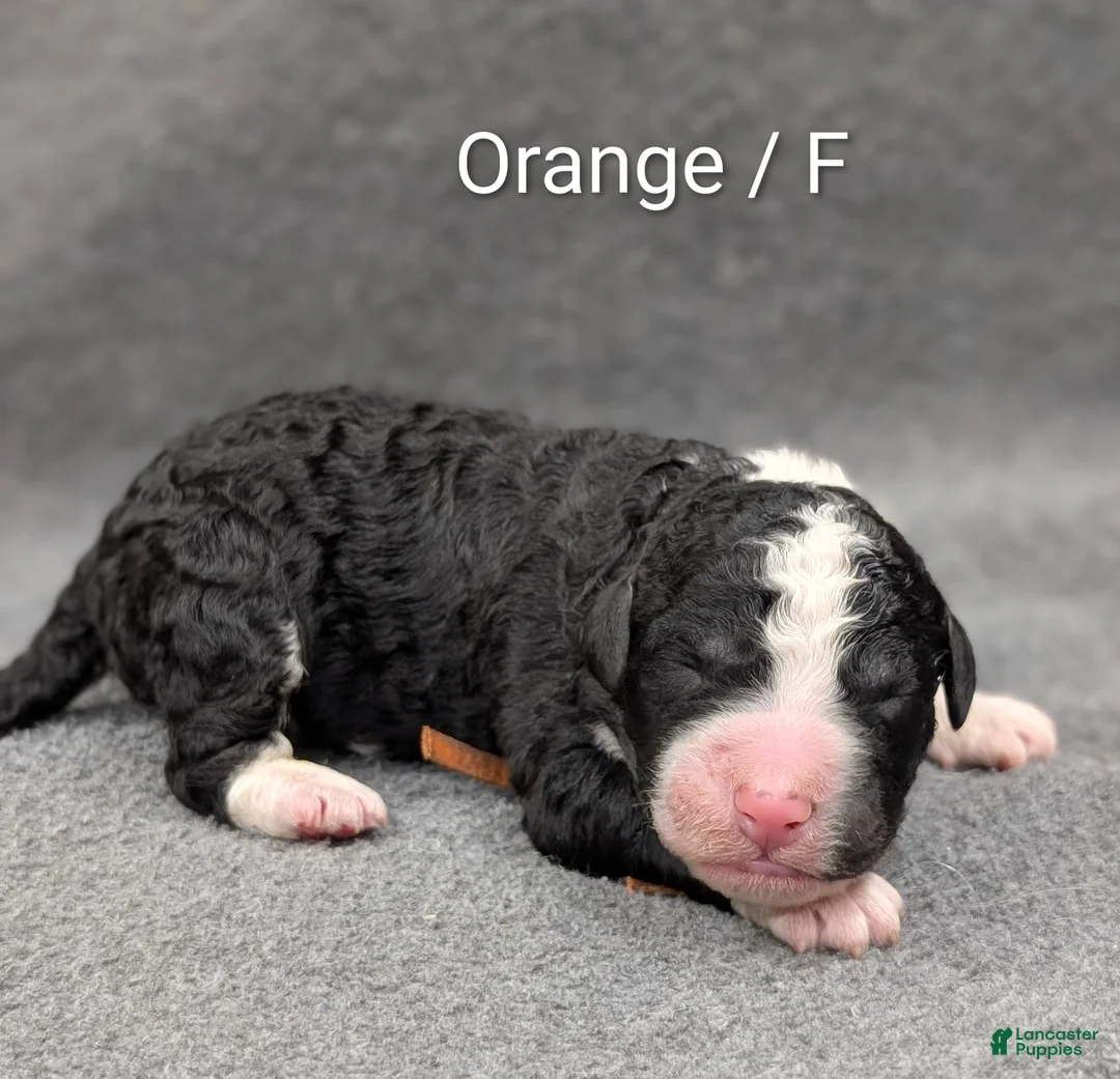 Sheepadoodle dogs for sale: Orange Collar - Ad 1