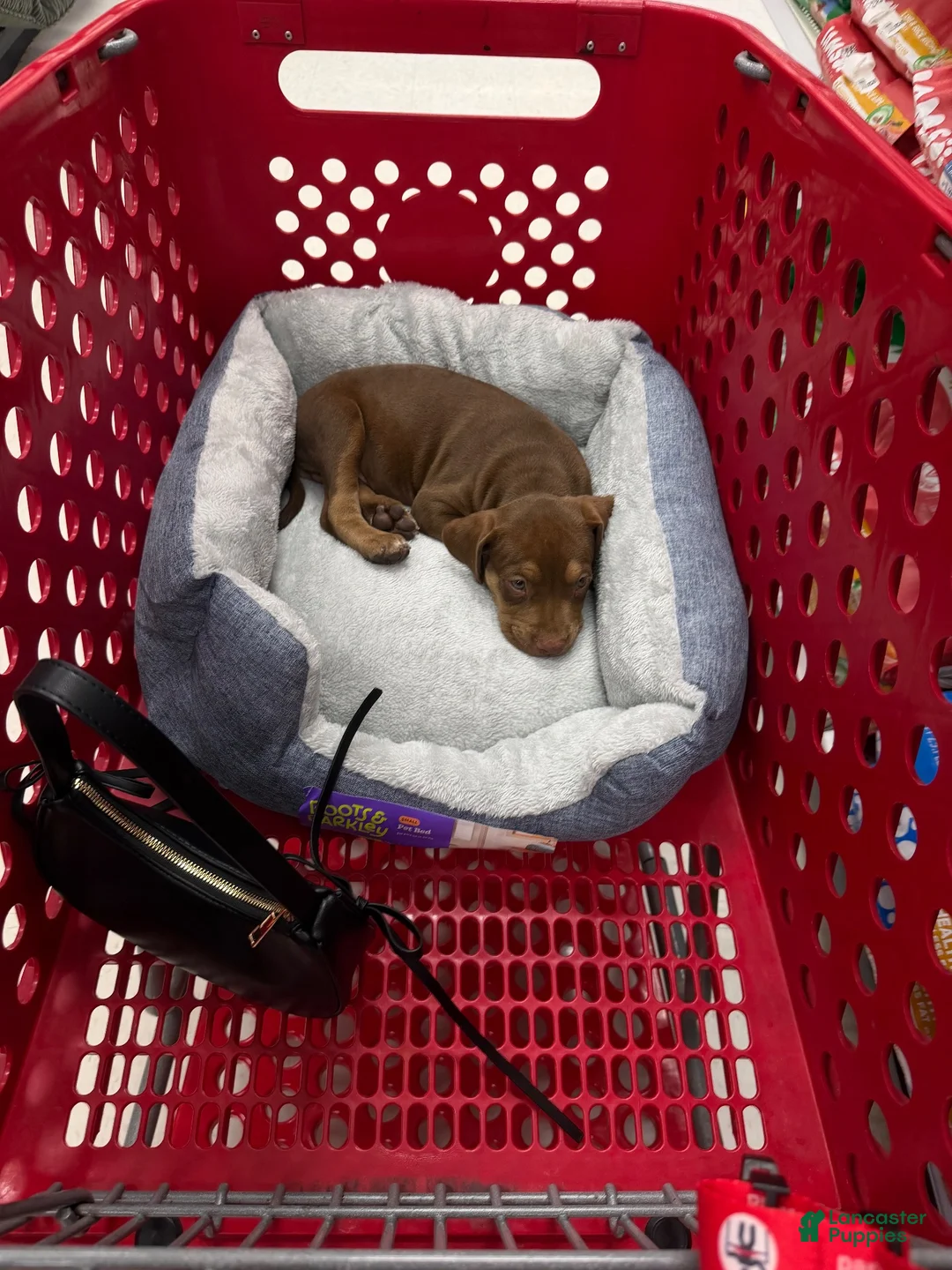 American Pit Bull Terrier dogs for sale: Copper - Ad 2
