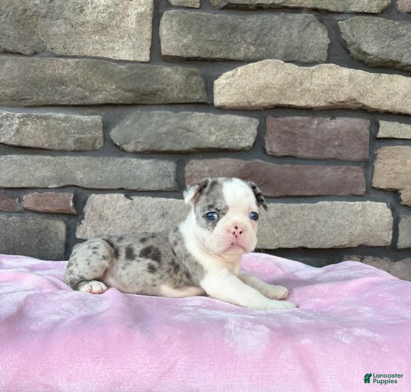 Frenchton dogs Lilly  - Ad 1