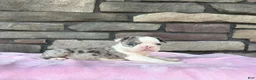 Frenchton dogs for sale: Lilly  - Ad 1