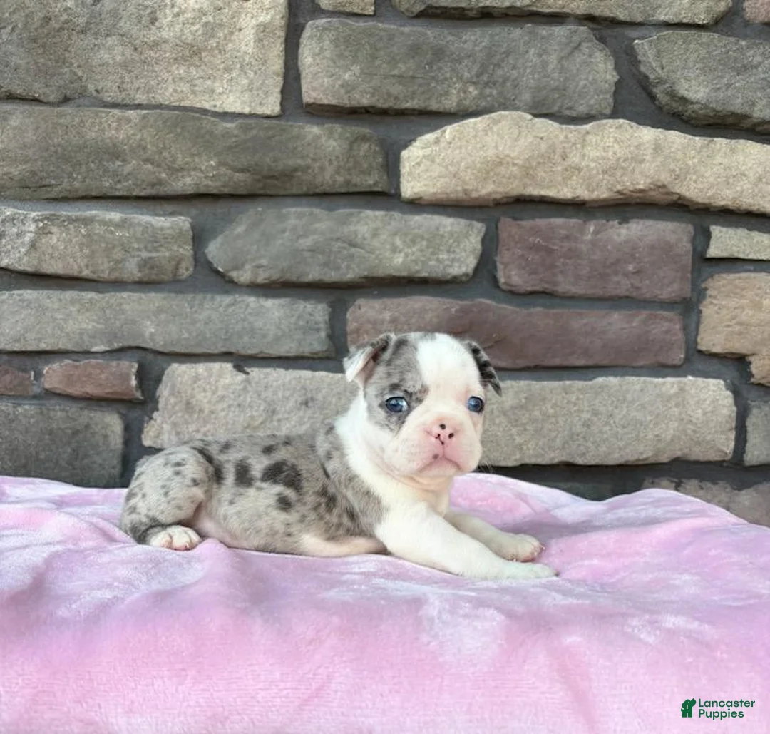 Frenchton dogs for sale: Lilly  - Ad 1