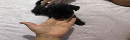 Mixed Breed dogs for sale: 2 Mixed Breed famale dark brown  - Ad 14