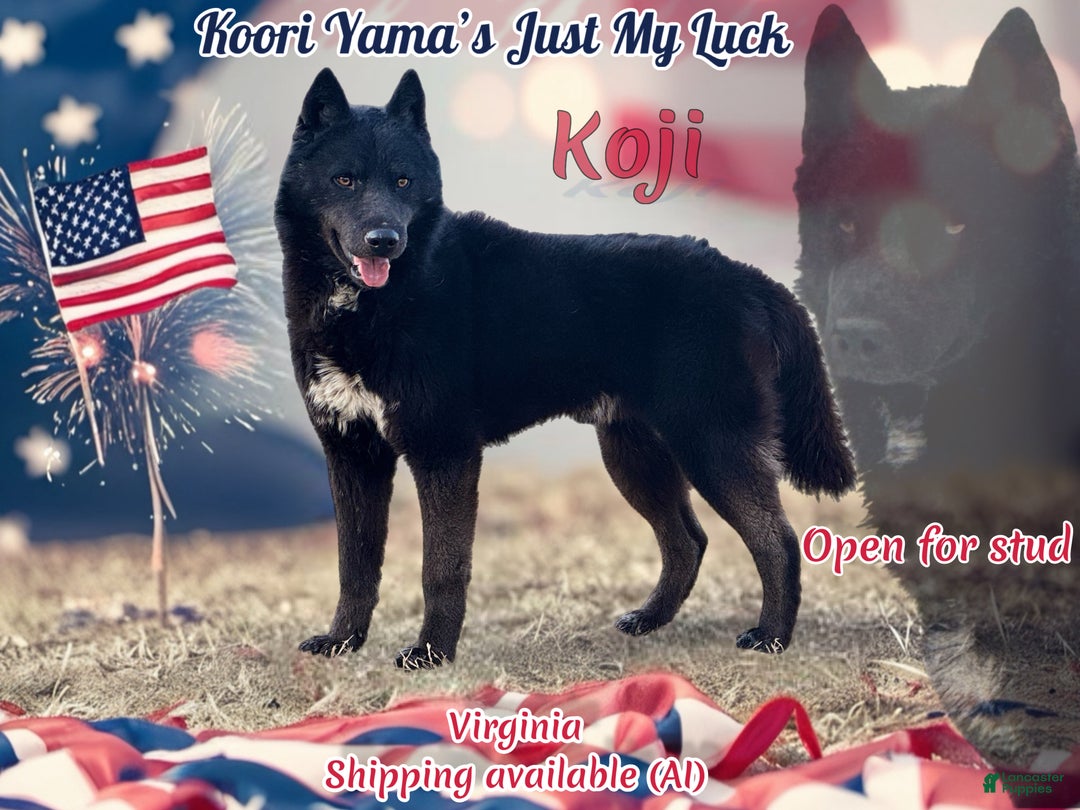 Siberian Husky dogs for stud: Koji-stud - Ad 2