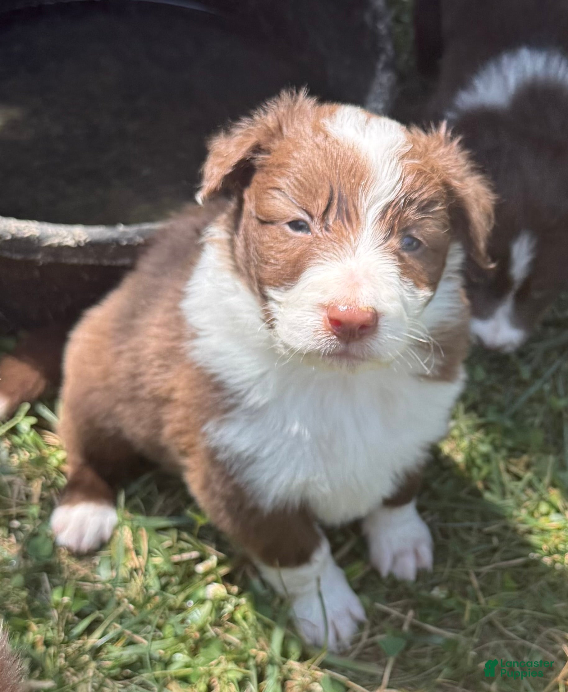 Border Collie dogs Eli - Ad 1