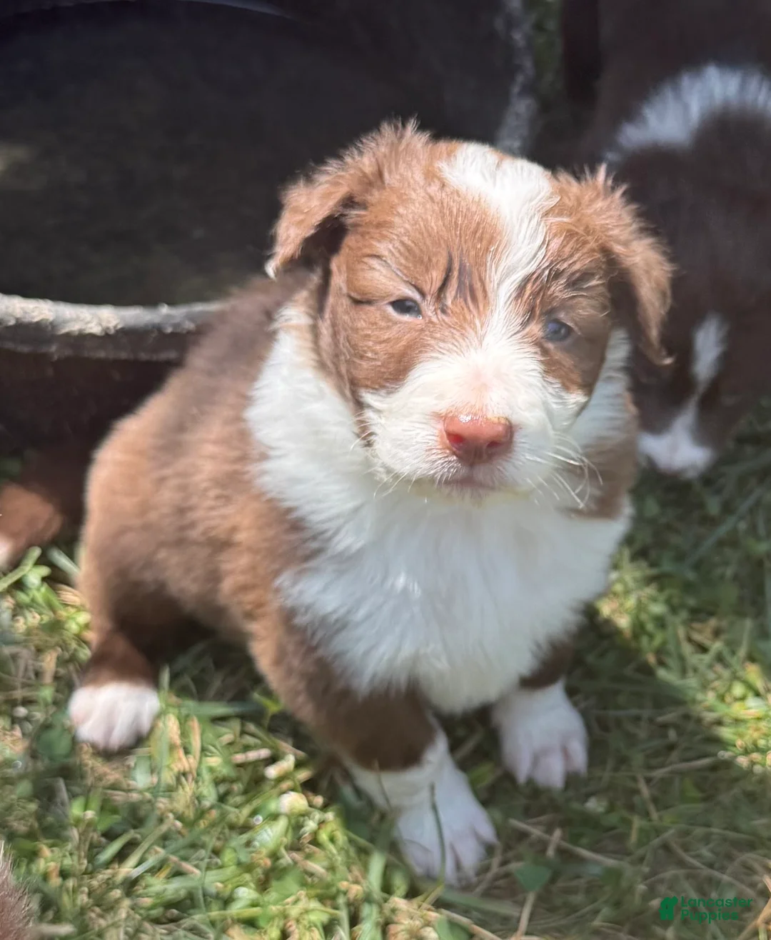Border Collie dogs for sale: Eli - Ad 1